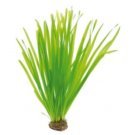 Vallisneria Spiralis